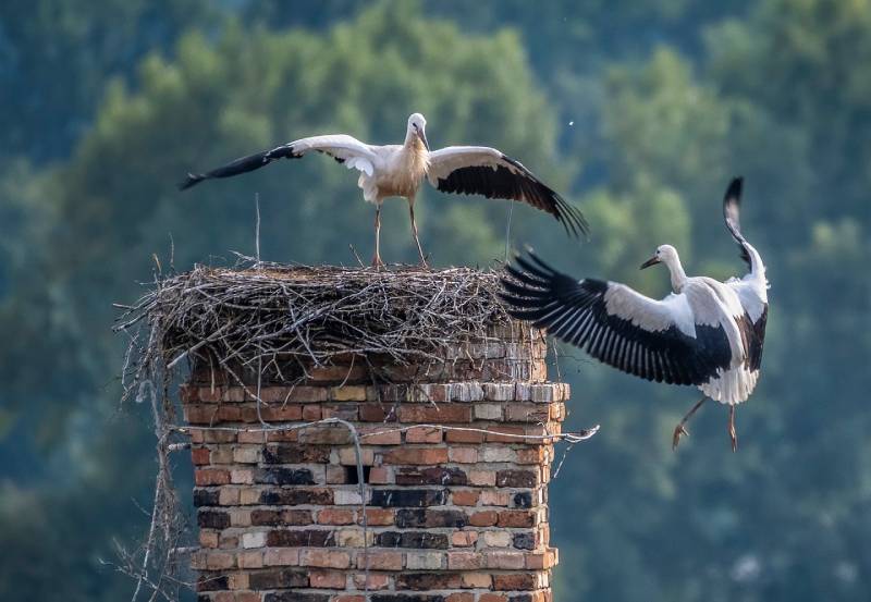 Expert Chimney Animal Removal in Highland Beach, FL Professional Chimney Animal Removal Services in Highland Beach, Florida